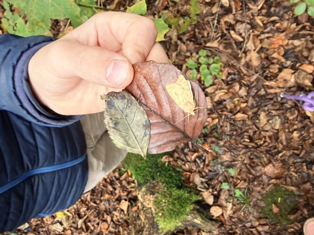Ausflug Wald - Bild 4