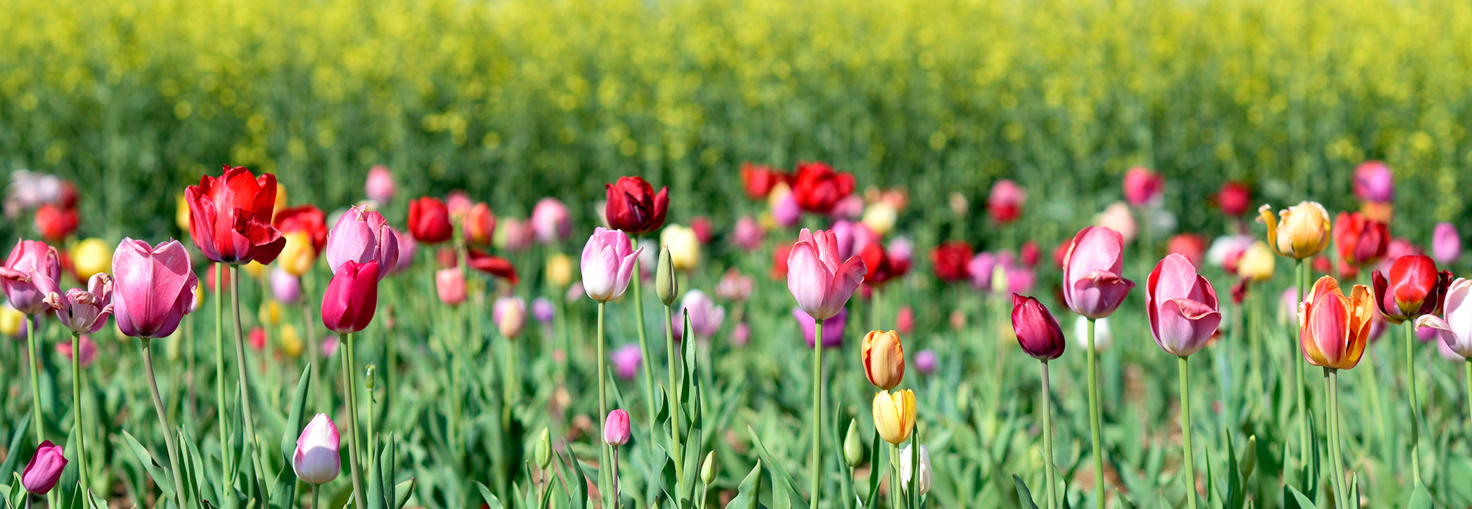 Frühling quer Tulpen